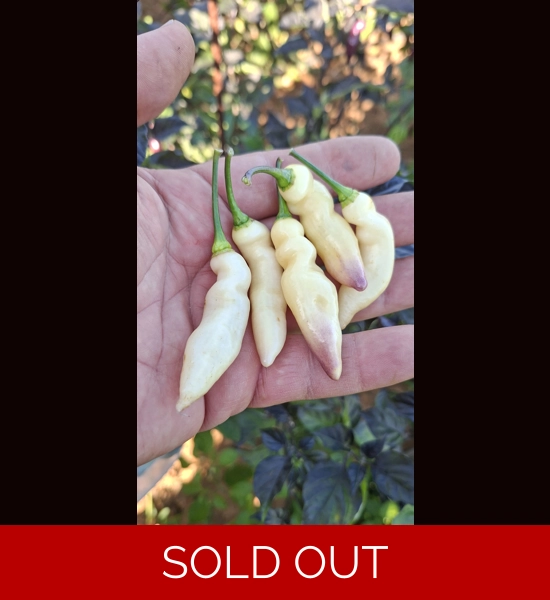 Faddas White Maul (f6)->(f7) (10+seeds)